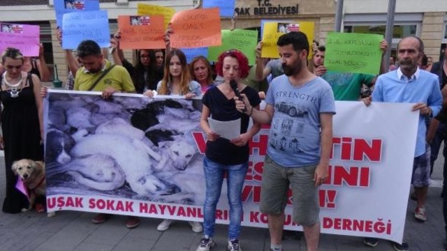 Hayvanseverlerden kaybolan köpekler için eylem