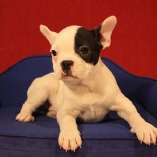 Fr. Bulldog