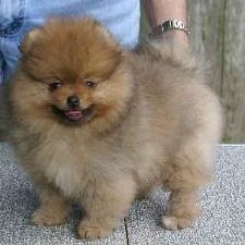 PORANIAN - BOO DOG