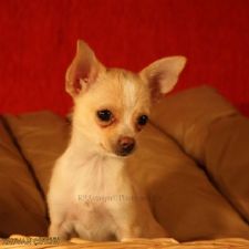 Chihuahua