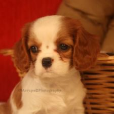 King Charles Cavalier