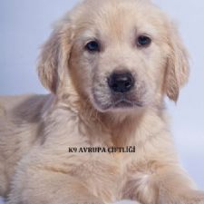 Golden Retriever 