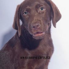 Chocolate Labrador Retriever