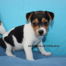 ORJ�NAL JACK RUSSEL TERR�ER 