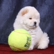 BEYAZ CHOW CHOW