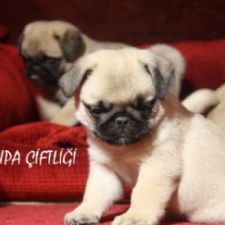 PUG - MOPS