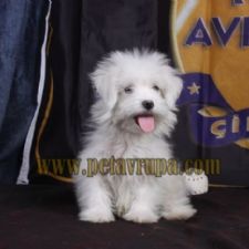 MALTESE TERR�ER