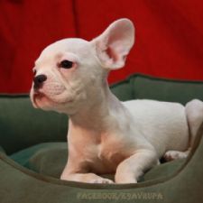 French Bulldog