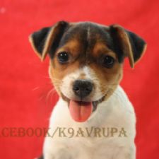 Jack Russel Terrier 